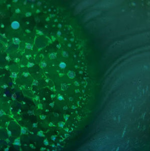 Meet your Posher, William